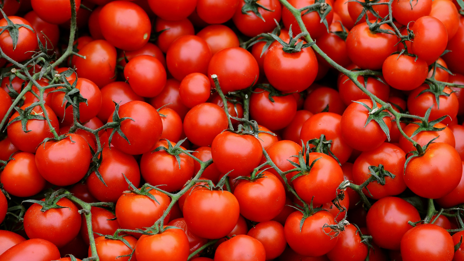 Read more about the article Pomidorki koktajlowe w cateringu dietetycznym